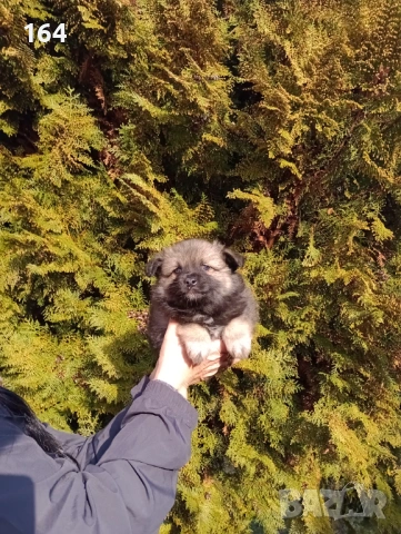 Померански Шпицове