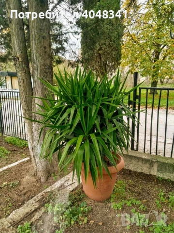Голяма палма Юка, снимка 2 - Стайни растения - 52534299
