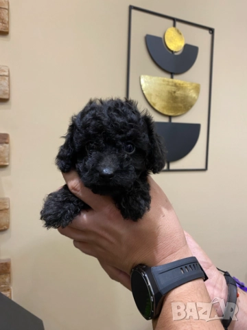 Пудел "мини" , снимка 3 - Пудели - 52250133