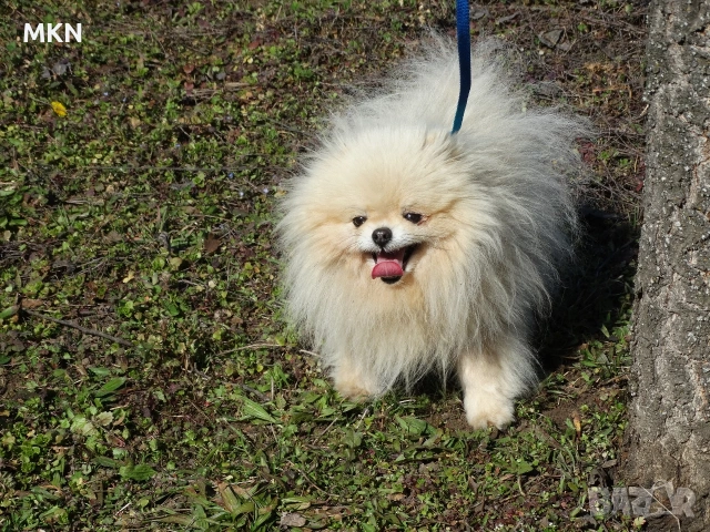 Красив мъжки померан мини, снимка 2 - Померан - 53816785