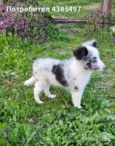 Момче Шелти, снимка 3 - Други - 54267971