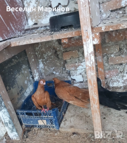 продавам  варненски  жьлти  6уменски2 модела  по6и спортни и стандарти и американци, снимка 4 - Гълъби - 51659125