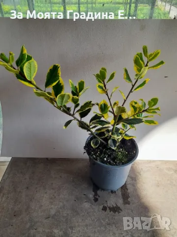 Илекс Храст , снимка 7 - Градински цветя и растения - 49492503