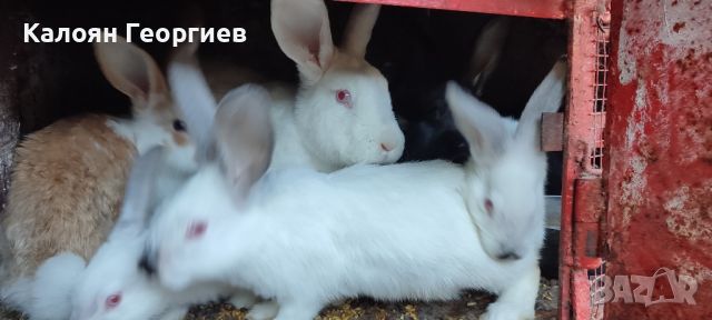 Зайци за продан , снимка 8 - Други животни - 46410502