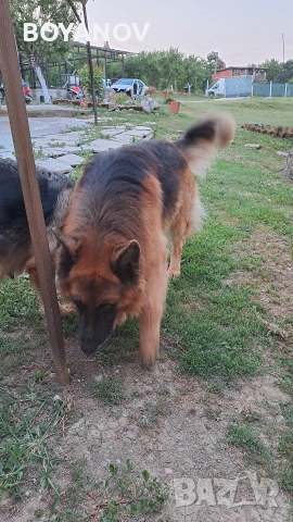 Продава немска овчарка женска, снимка 4 - Немска овчарка - 53807234