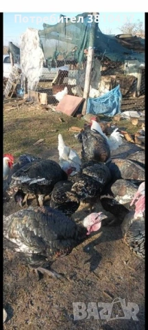 продавам пуйки и пуяци 