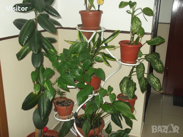 фотоапарат FujiFilm FinePix C10, снимка 14 - Фотоапарати - 54255057