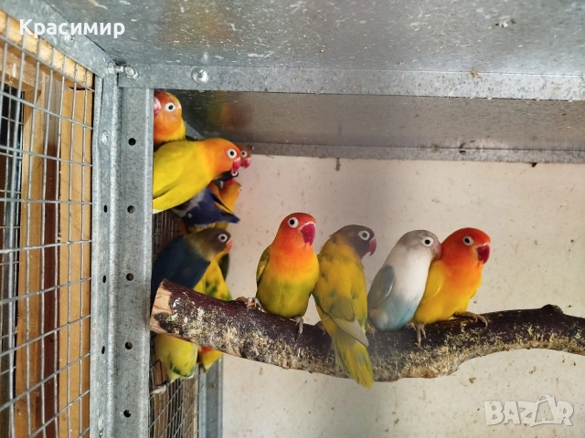 различни видове птици, снимка 11 - Папагали - 53807938