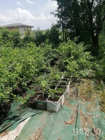 Американска синя боровинка 