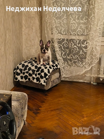 Frenski buldog, снимка 4 - Френски булдог - 53750114