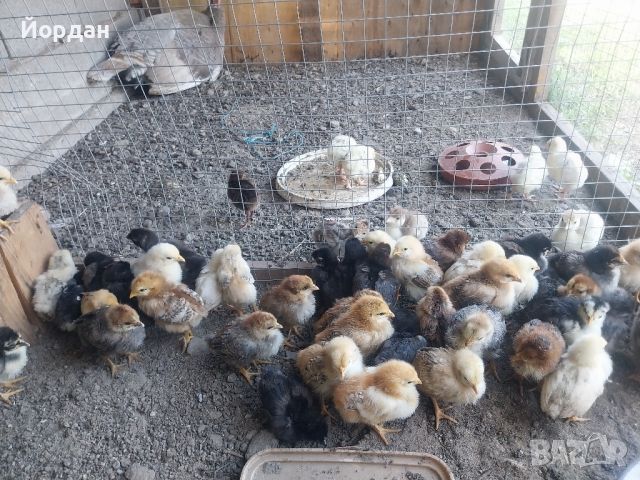 пилета , снимка 11 - Кокошки и пуйки - 45716078