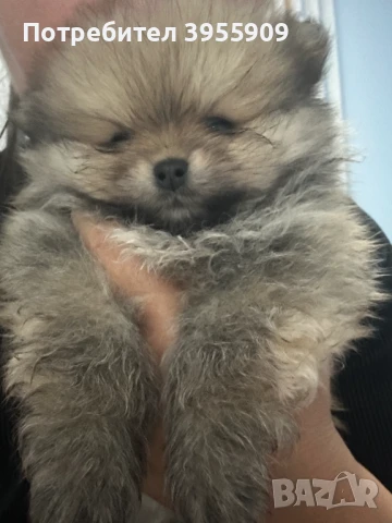 чистокръвни померани, снимка 2 - Померан - 50902986