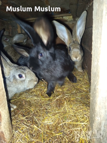 Zaici , снимка 9 - Други - 54212482