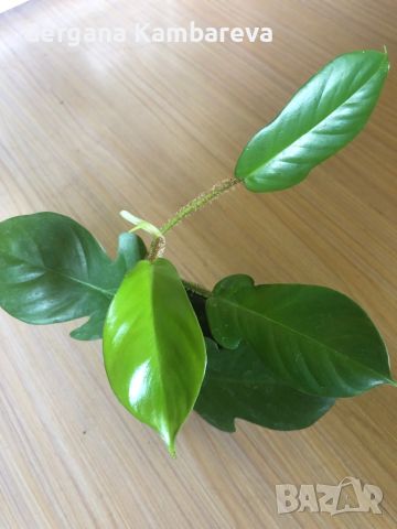 Philodendron Squamiferum , снимка 3 - Стайни растения - 45158870