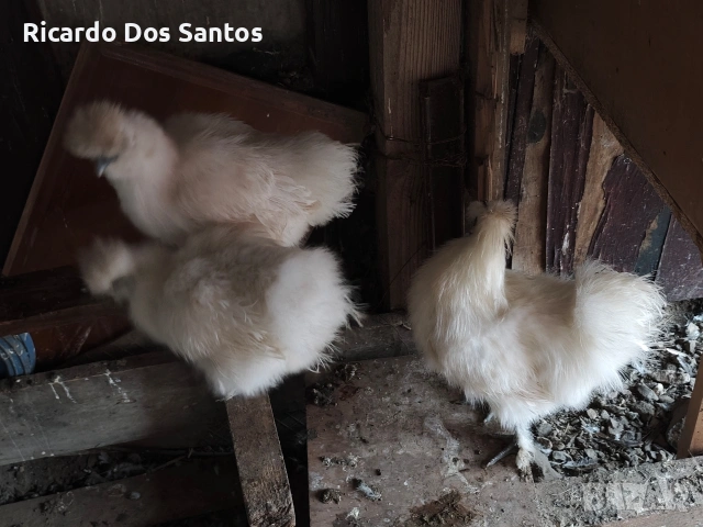 Копринки,шабо