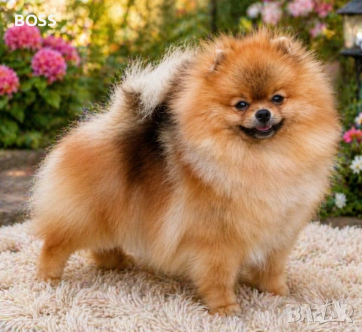 Померан РОДОСЛОВЕН FCI