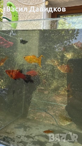 Рибки за аквариум живородни , снимка 8 - Рибки - 51151476