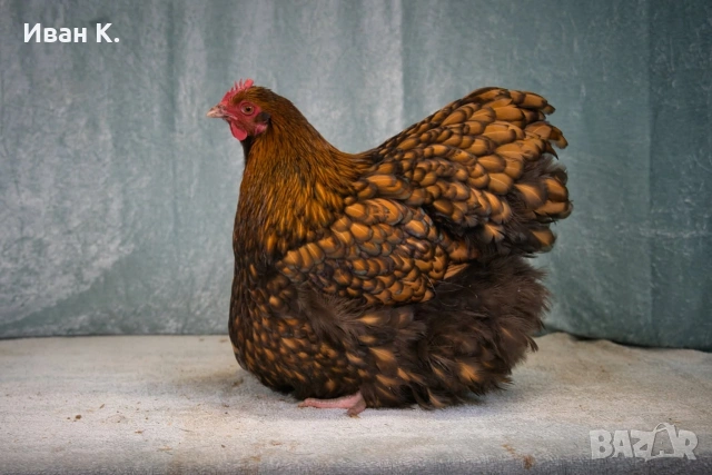 Продавам златно кантиран Орпингтон. , снимка 3 - Кокошки и пуйки - 53839165