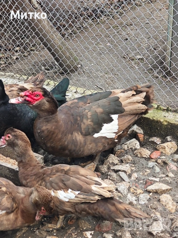 неми патици 