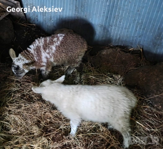 Романовски овце, снимка 9 - Овце - 53627321