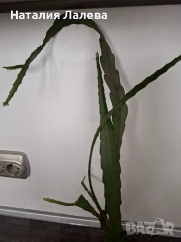 Епифилумът , Epiphyllum, снимка 4 - Стайни растения - 52328482