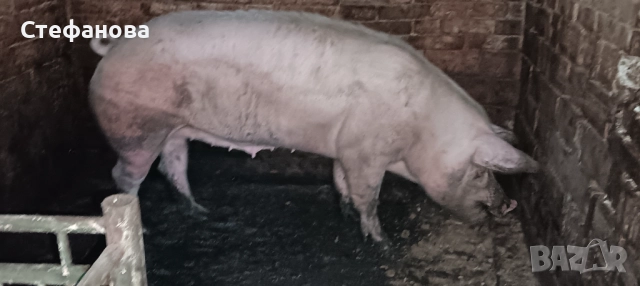 Продавам свиня