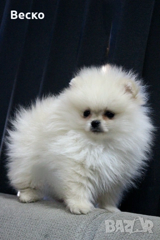 Померан мини мъжки , снимка 10 - Померан - 53768383