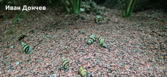 Охлюви Хеления , снимка 4 - Рибки - 51477101