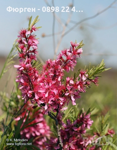 Бадем - Фиданки Студоустойчив, снимка 9 - Разсади - 52715437