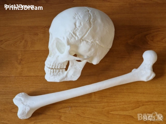 Анатомични 3D модели с реални размери