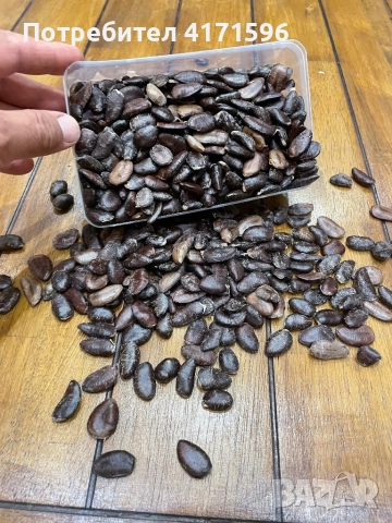 Asimina triloba, American papaw,Индиански банан, снимка 6 - Сортови семена и луковици - 51840478