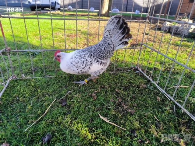 Свободни яйца от Сребърно Брезе Бантам -единствени в България вкарани в България лично от мен , снимка 6 - Кокошки и пуйки - 51155392