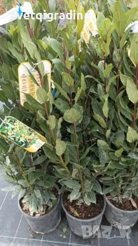 Laurus nobilis (Дафинов лист), снимка 3 - Градински цветя и растения - 49779549