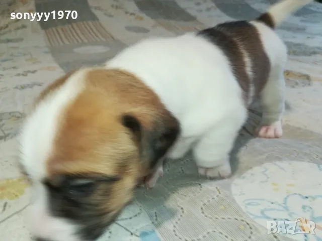 ДЖАК РЪСЕЛ ВИДИН-КУПУВАМЕ КУЧЕ 0104251735, снимка 15 - Джак ръсел териер - 49728785