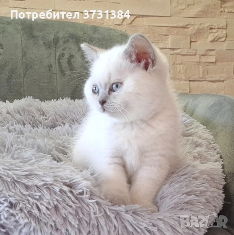 Британско късокосместо колорпойнт коте, снимка 4 - Британска късокосместа - 54058265