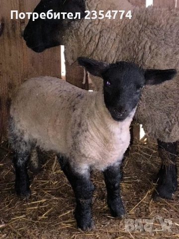 коч, снимка 6 - Овце - 53686364