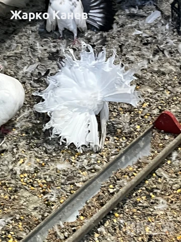 Фенерлии, снимка 3 - Гълъби - 51151904