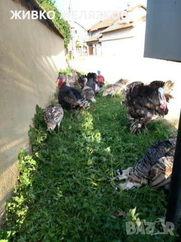 Продавам , домашно-отгледани пуйки,пуяци,петли и кокошки,  за разплод  , снимка 13 - Кокошки и пуйки - 53639962