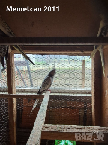 Корели, снимка 4 - Папагали - 54281555