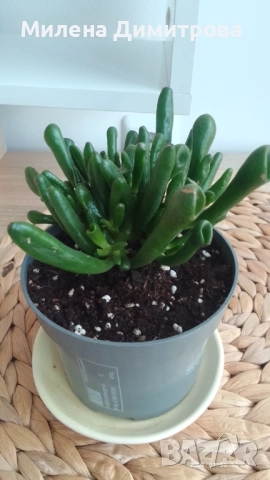 Епипремнум - Дяволски бръшлян / Crassula Ovata Gollum  , снимка 7 - Стайни растения - 50913536