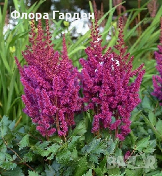 ХОСТА, АСТИЛБЕ - Коренища/ ПРЕДВАРИТЕЛНИ ПОРЪЧКИ, снимка 18 - Градински цветя и растения - 49488937