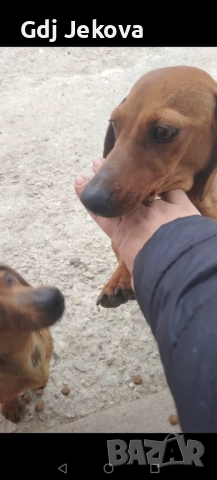 Дакел , снимка 5 - Дакели - 54287312