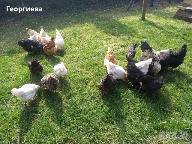 Продавам кокошки , снимка 2 - Кокошки и пуйки - 53682981