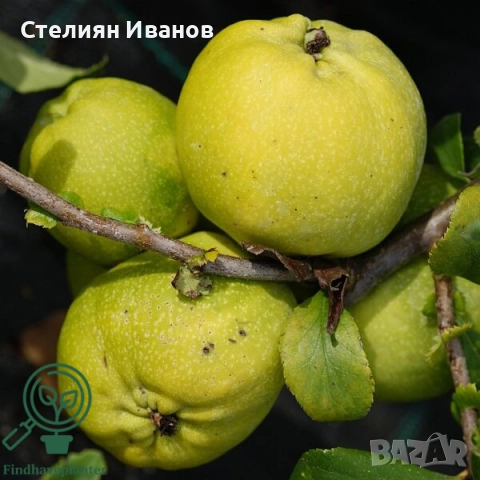 Японска дюля, хеномелес, планински лимон (Chaenomales x superba 'Nicoline'), снимка 3 - Градински цветя и растения - 52354276