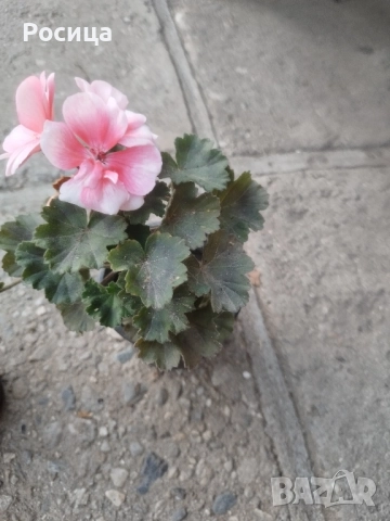 мушкато , снимка 2 - Стайни растения - 52527811