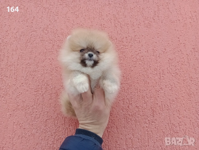 Мъжки и женски Померани. Реални снимки от 02.02.26 г. , снимка 4 - Померан - 53283839