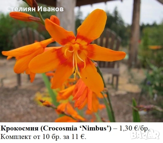 Крокосмия (Crocosmia ‘Nimbus’) - луковици, снимка 2 - Сортови семена и луковици - 53659078