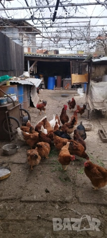 продавам пресни домашни яйца, снимка 7 - Кокошки и пуйки - 53905930