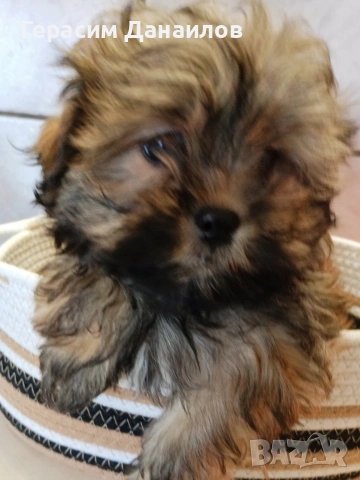 шипу, снимка 2 - Ши Тцу - 53889210