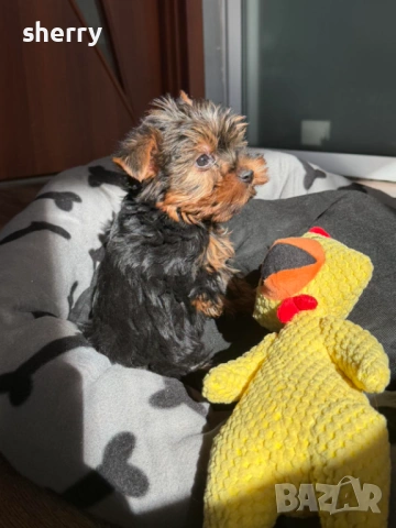 Мини йркита, снимка 5 - Йоркширски териер - 53660431